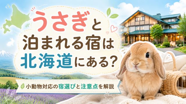 うさぎと泊まれる宿は北海道にある？小動物対応の宿選びと注意点を解説